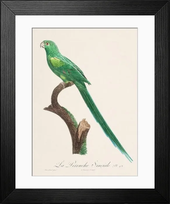 Framed Print : Vintage parrot illustration. Zoologically detailed French depiction (circa 1805) Framed Print : Vintage parrot illustration. Zoologically detailed French depiction (circa 1805)