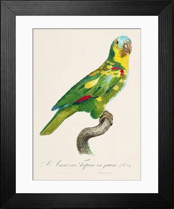 Framed Print : Vintage parrot illustration. Zoologically detailed French depiction (circa 1805)