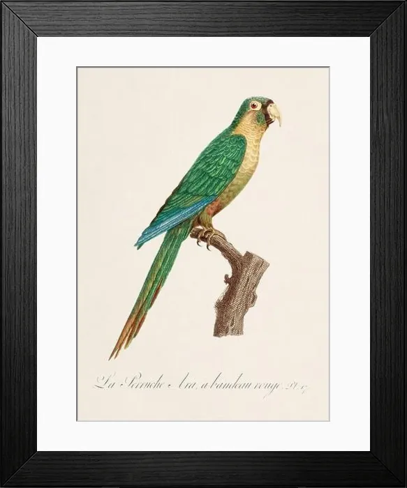 Framed Print : Vintage parrot illustration. Zoologically detailed French depiction (circa 1805) Framed Print : Vintage parrot illustration. Zoologically detailed French depiction (circa 1805)