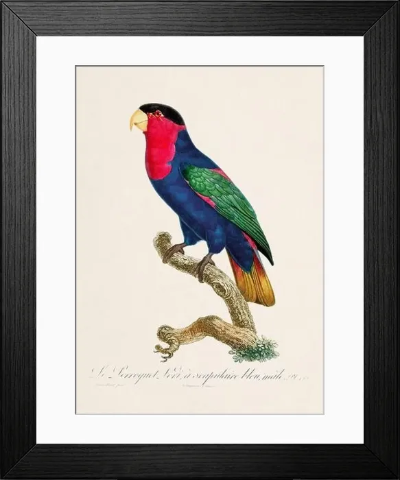 Framed Print : Vintage parrot illustration. Zoologically detailed French depiction (circa 1805) Framed Print : Vintage parrot illustration. Zoologically detailed French depiction (circa 1805)