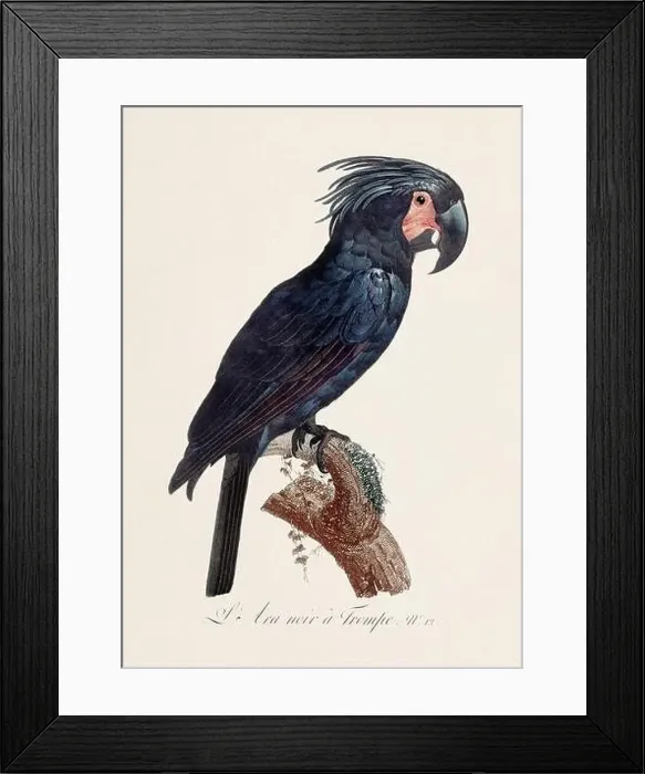 Framed Print : Vintage parrot illustration. Zoologically detailed French depiction (circa 1805) Framed Print : Vintage parrot illustration. Zoologically detailed French depiction (circa 1805)