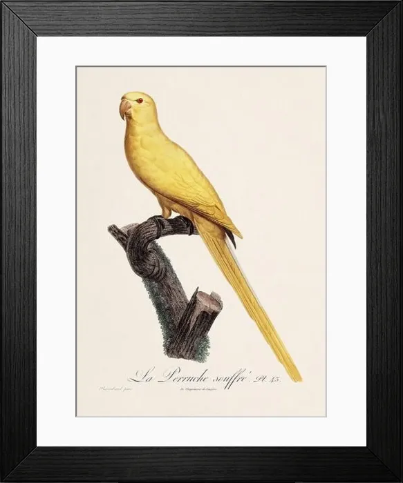 Framed Print : Vintage parrot illustration. Zoologically detailed French depiction (circa 1805) Framed Print : Vintage parrot illustration. Zoologically detailed French depiction (circa 1805)