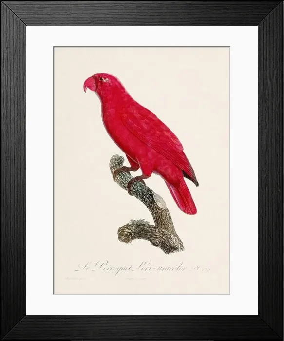 Framed Print : Vintage parrot illustration. Zoologically detailed French depiction (circa 1805) Framed Print : Vintage parrot illustration. Zoologically detailed French depiction (circa 1805)