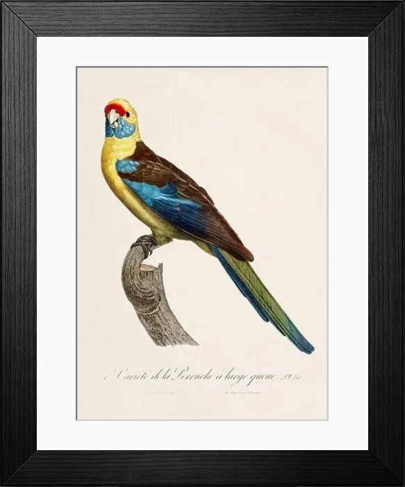 Framed Print : Vintage parrot illustration. Zoologically detailed French depiction (circa 1805)
