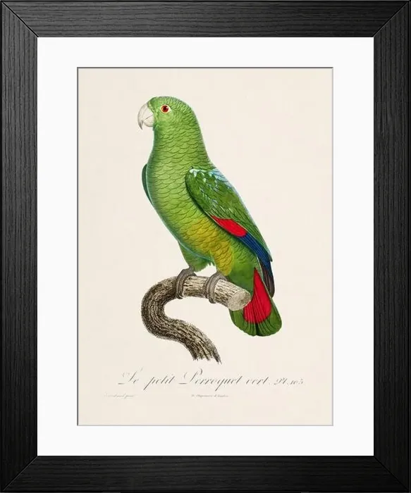 Framed Print : Vintage parrot illustration. Zoologically detailed French depiction (circa 1805) Framed Print : Vintage parrot illustration. Zoologically detailed French depiction (circa 1805)