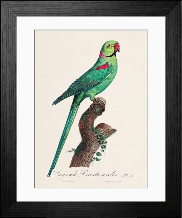 Framed Print : Vintage parrot illustration. Zoologically detailed French depiction (circa 1805) Framed Print : Vintage parrot illustration. Zoologically detailed French depiction (circa 1805)