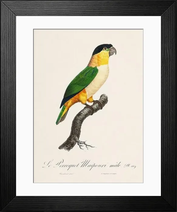 Framed Print : Vintage parrot illustration. Zoologically detailed French depiction (circa 1805) Framed Print : Vintage parrot illustration. Zoologically detailed French depiction (circa 1805)