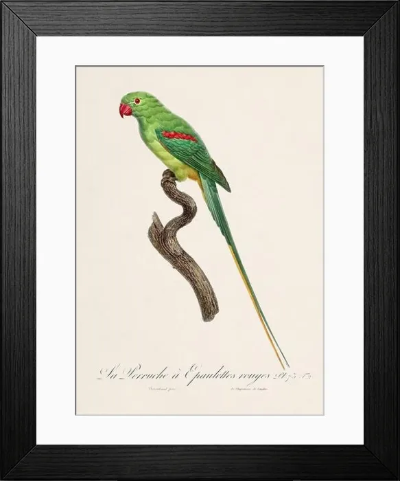 Framed Print : Vintage parrot illustration. Zoologically detailed French depiction (circa 1805) Framed Print : Vintage parrot illustration. Zoologically detailed French depiction (circa 1805)