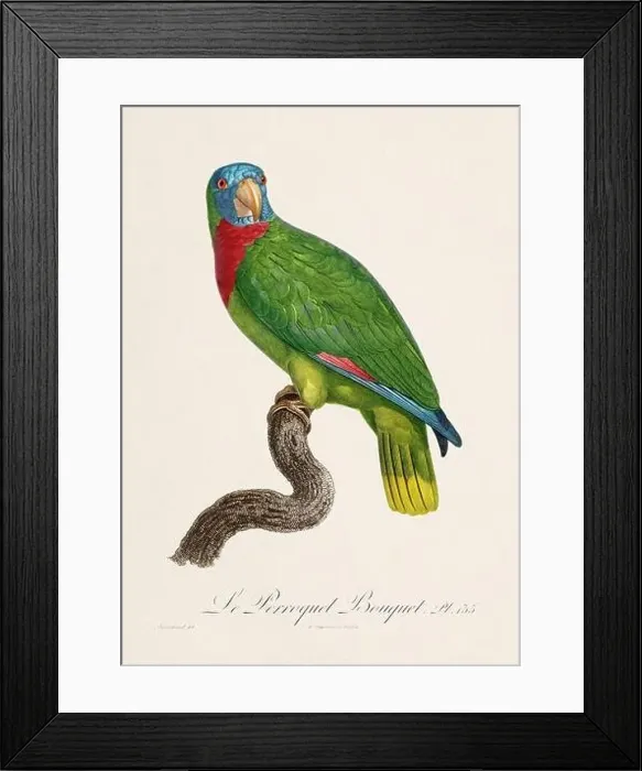 Framed Print : Vintage parrot illustration. Zoologically detailed French depiction (circa 1805) Framed Print : Vintage parrot illustration. Zoologically detailed French depiction (circa 1805)
