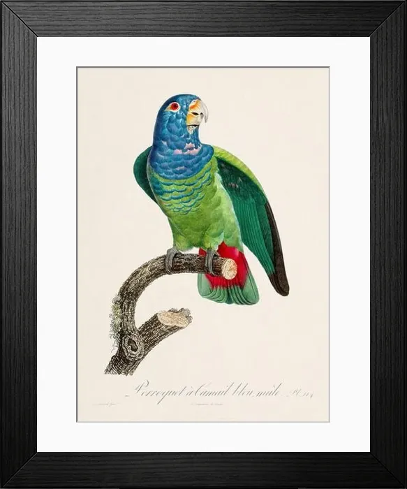 Framed Print : Vintage parrot illustration. Zoologically detailed French depiction (circa 1805) Framed Print : Vintage parrot illustration. Zoologically detailed French depiction (circa 1805)