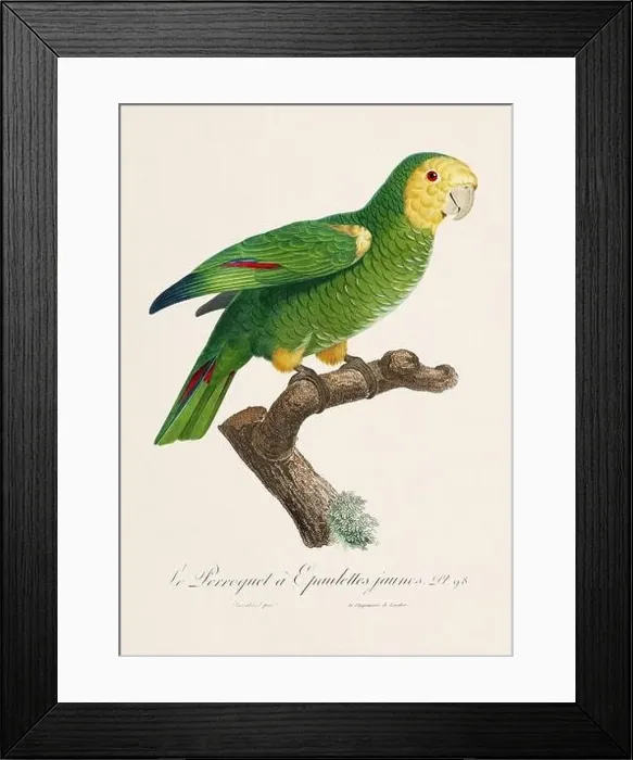 Framed Print : Vintage parrot illustration. Zoologically detailed French depiction (circa 1805) Framed Print : Vintage parrot illustration. Zoologically detailed French depiction (circa 1805)
