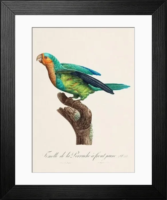 Framed Print : Vintage parrot illustration. Zoologically detailed French depiction (circa 1805)