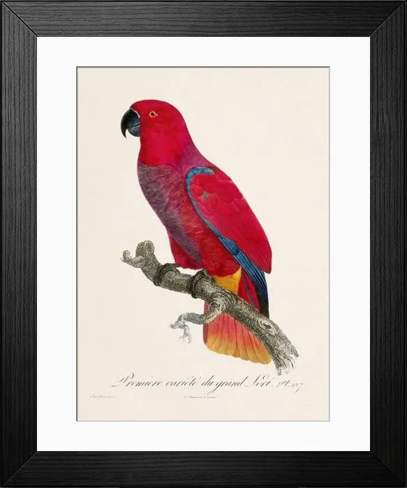 Framed Print : Vintage parrot illustration. Zoologically detailed French depiction (circa 1805) Framed Print : Vintage parrot illustration. Zoologically detailed French depiction (circa 1805)