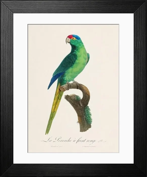 Framed Print : Vintage parrot illustration. Zoologically detailed French depiction (circa 1805)