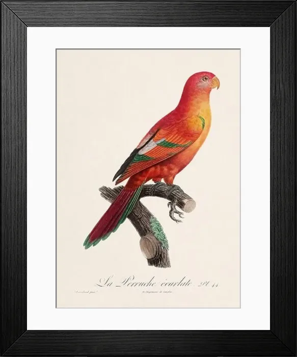 Framed Print : Vintage parrot illustration. Zoologically detailed French depiction (circa 1805) Framed Print : Vintage parrot illustration. Zoologically detailed French depiction (circa 1805)