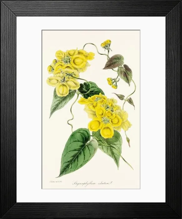 Framed Print : Blooming Blossoms: Colorful Botanical Flower Illustration in a Vintage 19th Century Style. Circa 1850 Framed Print : Blooming Blossoms: Colorful Botanical Flower Illustration in a Vintage 19th Century Style. Circa 1850
