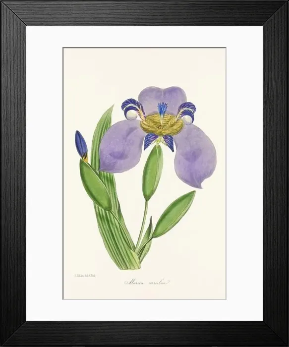 Framed Print : Blooming Blossom: Colorful Botanical Flower Illustration in a Vintage 19th Century Style. Circa 1850 Framed Print : Blooming Blossom: Colorful Botanical Flower Illustration in a Vintage 19th Century Style. Circa 1850