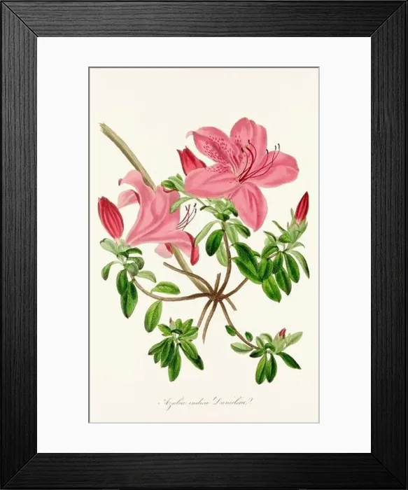 Framed Print : Blooming Blossoms: Colorful Botanical Flower Illustration in a Vintage 19th Century Style. Circa 1850 Framed Print : Blooming Blossoms: Colorful Botanical Flower Illustration in a Vintage 19th Century Style. Circa 1850