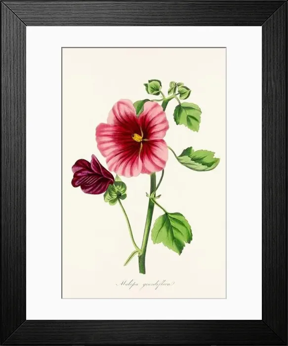Framed Print : Blooming Blossoms: Colorful Botanical Flower Illustration in a Vintage 19th Century Style. Circa 1850 Framed Print : Blooming Blossoms: Colorful Botanical Flower Illustration in a Vintage 19th Century Style. Circa 1850