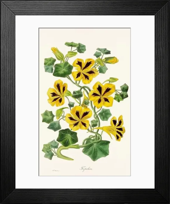 Framed Print : Blooming Blossoms: Colorful Botanical Flower Illustration in a Vintage 19th Century Style. Circa 1850 Framed Print : Blooming Blossoms: Colorful Botanical Flower Illustration in a Vintage 19th Century Style. Circa 1850