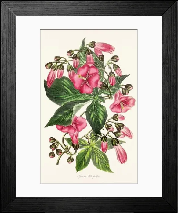 Framed Print : Blooming Blossoms: Colorful Botanical Flower Illustration in a Vintage 19th Century Style. Circa 1850 Framed Print : Blooming Blossoms: Colorful Botanical Flower Illustration in a Vintage 19th Century Style. Circa 1850