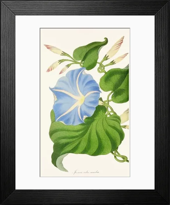 Framed Print : Blooming Blossoms: Colorful Botanical Flower Illustration in a Vintage 19th Century Style. Circa 1850 Framed Print : Blooming Blossoms: Colorful Botanical Flower Illustration in a Vintage 19th Century Style. Circa 1850