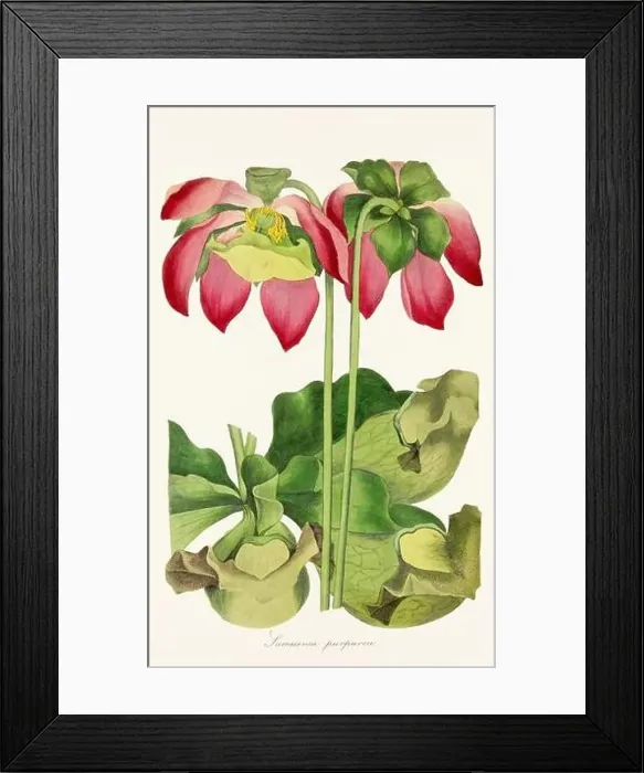 Framed Print : Blooming Blossoms: Colorful Botanical Flower Illustration in a Vintage 19th Century Style. Circa 1850 Framed Print : Blooming Blossoms: Colorful Botanical Flower Illustration in a Vintage 19th Century Style. Circa 1850