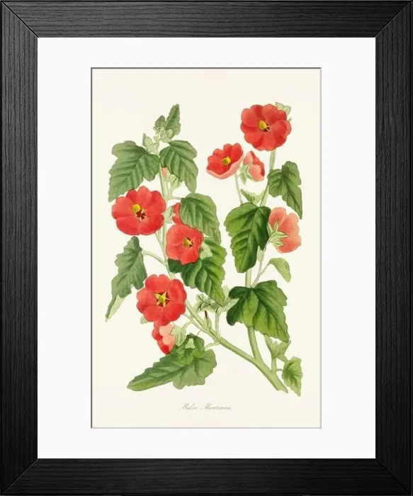 Framed Print : Blooming Blossoms: Colorful Botanical Flower Illustration in a Vintage 19th Century Style. Circa 1850 Framed Print : Blooming Blossoms: Colorful Botanical Flower Illustration in a Vintage 19th Century Style. Circa 1850