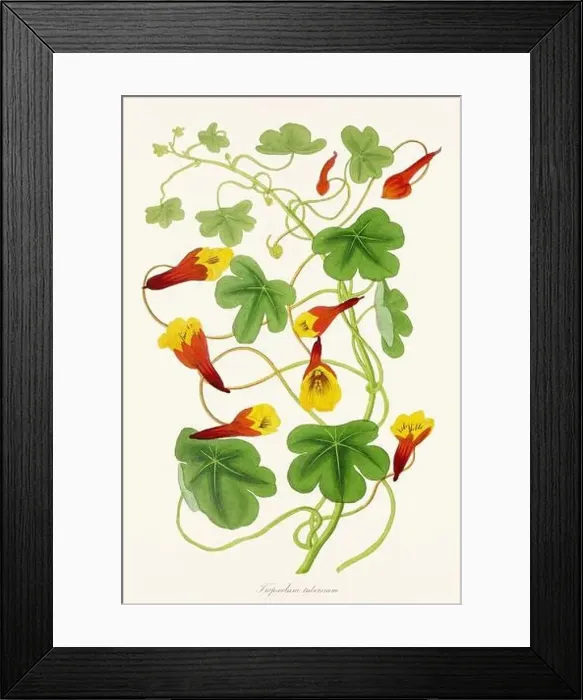 Framed Print : Blooming Blossoms: Colorful Botanical Flower Illustration in a Vintage 19th Century Style. Circa 1850 Framed Print : Blooming Blossoms: Colorful Botanical Flower Illustration in a Vintage 19th Century Style. Circa 1850