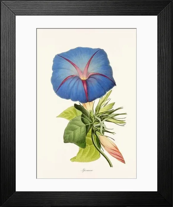 Framed Print : Blooming Blossoms: Colorful Botanical Flower Illustration in a Vintage 19th Century Style. Circa 1850 Framed Print : Blooming Blossoms: Colorful Botanical Flower Illustration in a Vintage 19th Century Style. Circa 1850