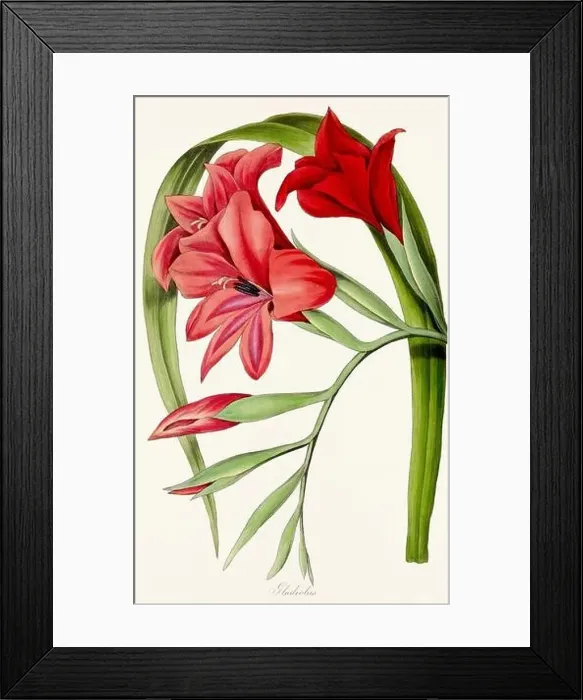 Framed Print : Blooming Blossoms: Colorful Botanical Flower Illustration in a Vintage 19th Century Style. Circa 1850 Framed Print : Blooming Blossoms: Colorful Botanical Flower Illustration in a Vintage 19th Century Style. Circa 1850
