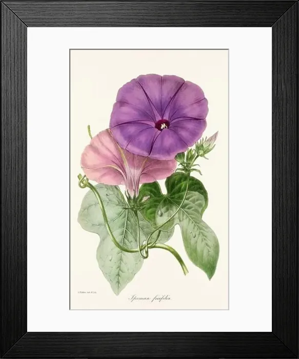 Framed Print : Blooming Blossoms: Colorful Botanical Flower Illustration in a Vintage 19th Century Style. Circa 1850 Framed Print : Blooming Blossoms: Colorful Botanical Flower Illustration in a Vintage 19th Century Style. Circa 1850