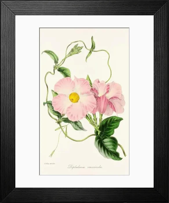 Framed Print : Blooming Blossoms: Colorful Botanical Flower Illustration in a Vintage 19th Century Style. Circa 1850 Framed Print : Blooming Blossoms: Colorful Botanical Flower Illustration in a Vintage 19th Century Style. Circa 1850