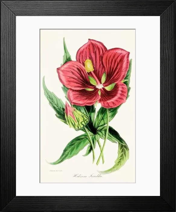 Framed Print : Blooming Blossom: Colorful Botanical Flower Illustration in a Vintage 19th Century Style. Circa 1850 Framed Print : Blooming Blossom: Colorful Botanical Flower Illustration in a Vintage 19th Century Style. Circa 1850