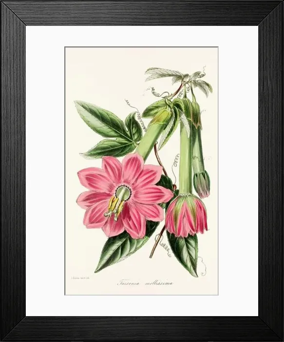 Framed Print : Blooming Blossoms: Colorful Botanical Flower Illustration in a Vintage 19th Century Style. Circa 1850 Framed Print : Blooming Blossoms: Colorful Botanical Flower Illustration in a Vintage 19th Century Style. Circa 1850