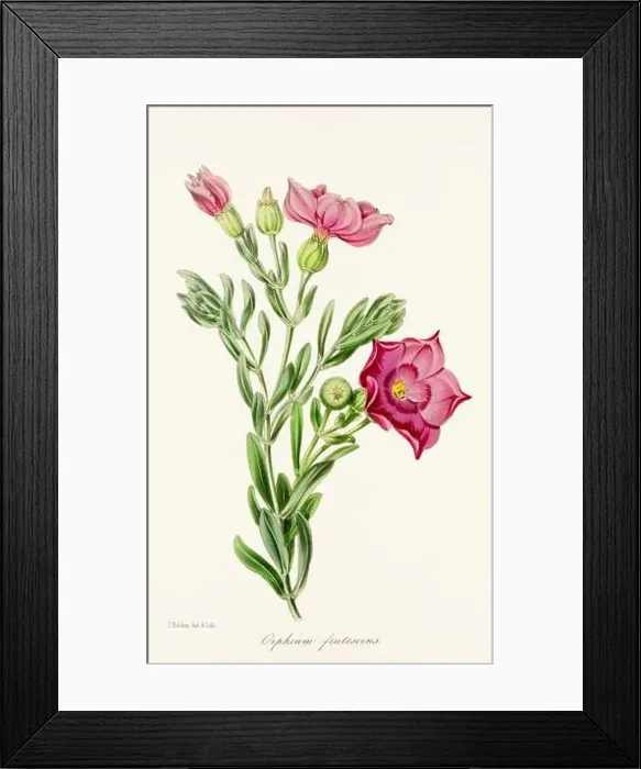 Framed Print : Blooming Blossoms: Colorful Botanical Flower Illustration in a Vintage 19th Century Style. Circa 1850 Framed Print : Blooming Blossoms: Colorful Botanical Flower Illustration in a Vintage 19th Century Style. Circa 1850