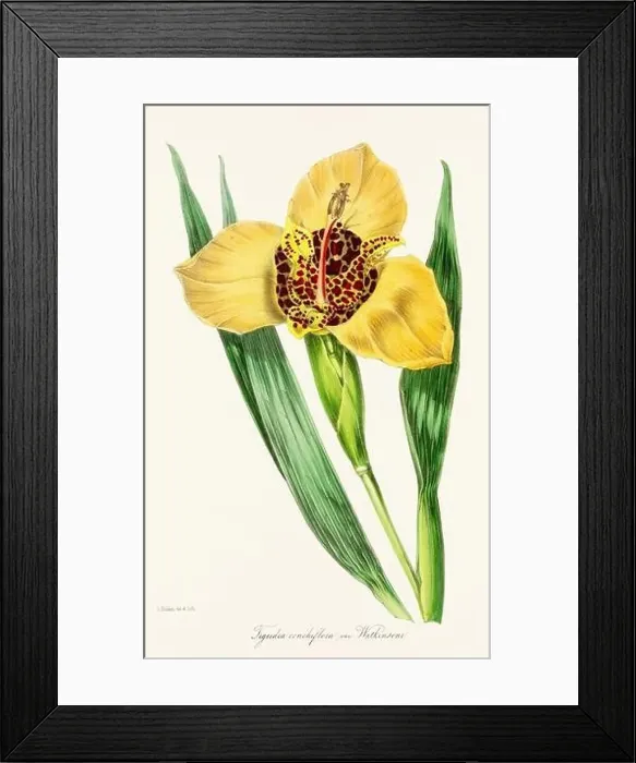 Framed Print : Blooming Blossom: Colorful Botanical Flower Illustration in a Vintage 19th Century Style. Circa 1850 Framed Print : Blooming Blossom: Colorful Botanical Flower Illustration in a Vintage 19th Century Style. Circa 1850