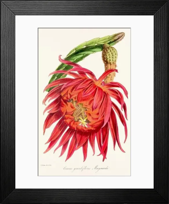 Framed Print : Blooming Blossom: Colorful Botanical Flower Illustration in a Vintage 19th Century Style. Circa 1850 Framed Print : Blooming Blossom: Colorful Botanical Flower Illustration in a Vintage 19th Century Style. Circa 1850