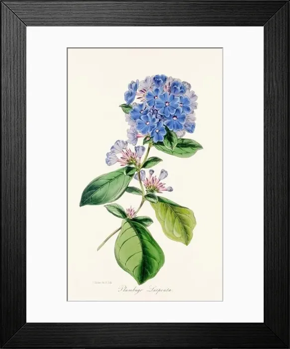 Framed Print : Blooming Blossoms: Colorful Botanical Flower Illustration in a Vintage 19th Century Style. Circa 1850 Framed Print : Blooming Blossoms: Colorful Botanical Flower Illustration in a Vintage 19th Century Style. Circa 1850
