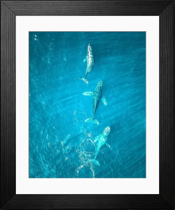 Framed Print : Whales are swimming in the Pacific Ocean near Baja California Framed Print : Whales are swimming in the Pacific Ocean near Baja California