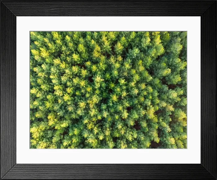 Framed Print : Aerial view of green and lush tree tops building a thick forest in the Province Misiones in Argentina, South America Framed Print : Aerial view of green and lush tree tops building a thick forest in the Province Misiones in Argentina, South America