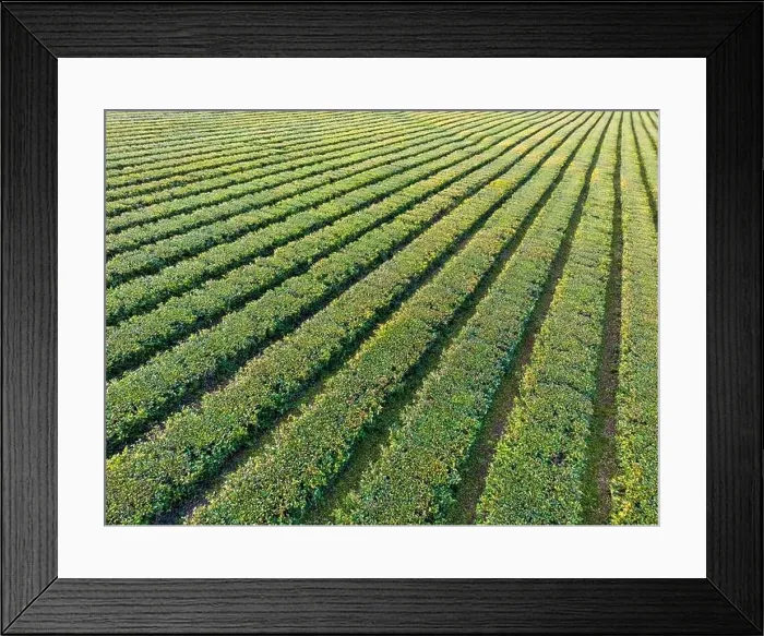 Framed Print : Aerial view of green Framed Print : Aerial view of green