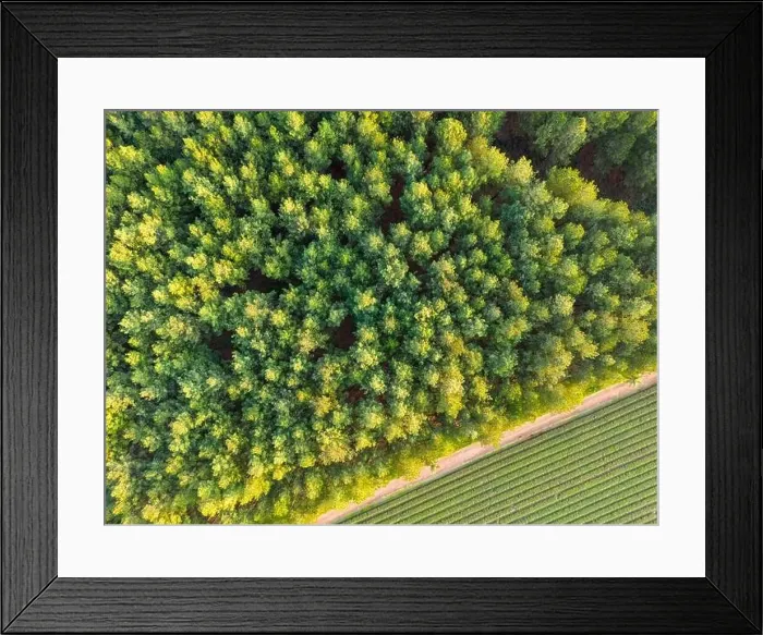 Framed Print : Aerial view of green and lush tree tops building a thick forest Framed Print : Aerial view of green and lush tree tops building a thick forest