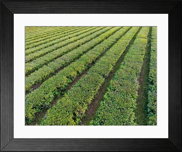 Framed Print : Aerial view of green Framed Print : Aerial view of green