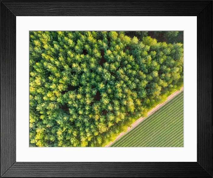 Framed Print : Aerial view of green and lush tree tops building a thick forest Framed Print : Aerial view of green and lush tree tops building a thick forest