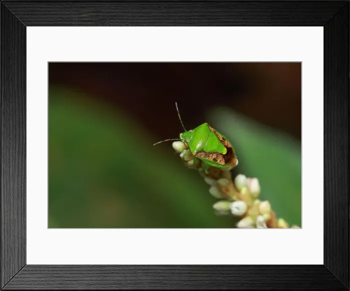 Framed Print : Colored bug on a flower.this macro photo was taken from Bangladesh Framed Print : Colored bug on a flower.this macro photo was taken from Bangladesh