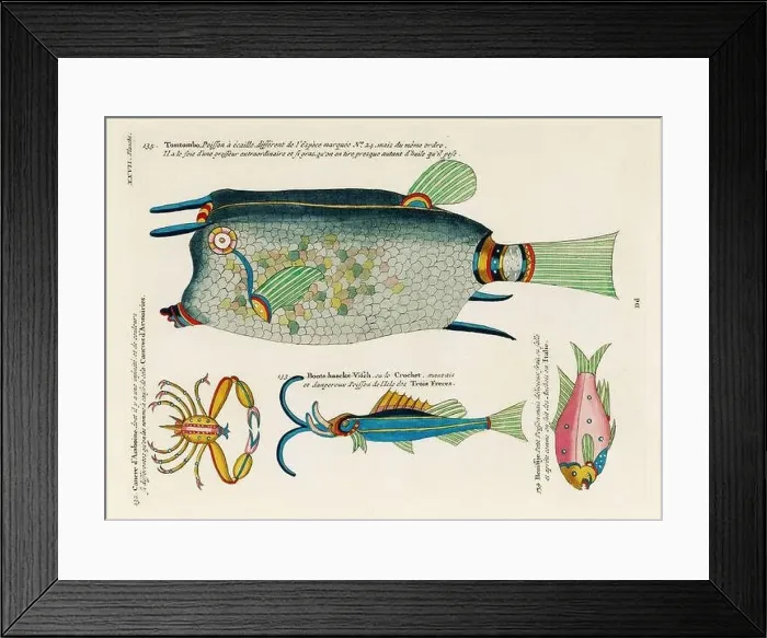 Framed Print : Vintage Colorful Fishes and Crabs illustration. 1750 Amsterdam's Antique Illustration of Colorful Fishes and Crabs Framed Print : Vintage Colorful Fishes and Crabs illustration. 1750 Amsterdam's Antique Illustration of Colorful Fishes and Crabs