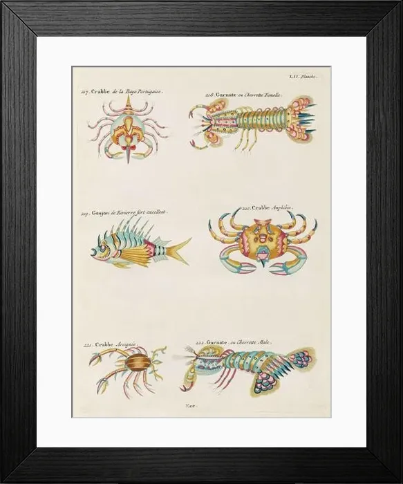 Framed Print : Vintage Colorful Fishes illustration. 1750 Amsterdam's Antique Illustration of Colorful Crabs Framed Print : Vintage Colorful Fishes illustration. 1750 Amsterdam's Antique Illustration of Colorful Crabs