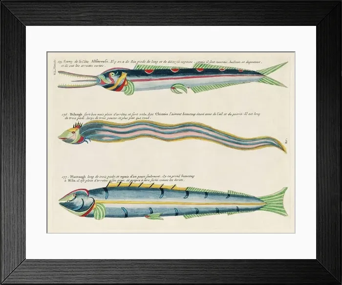 Framed Print : Vintage Colorful Fishes illustration. 1750 Amsterdam's Antique Illustration of Colorful Fishes Framed Print : Vintage Colorful Fishes illustration. 1750 Amsterdam's Antique Illustration of Colorful Fishes