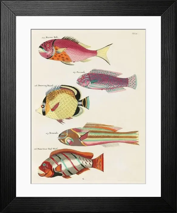 Framed Print : Vintage Colorful Fishes illustration. 1750 Amsterdam's Antique Illustration of Colorful Fishes Framed Print : Vintage Colorful Fishes illustration. 1750 Amsterdam's Antique Illustration of Colorful Fishes